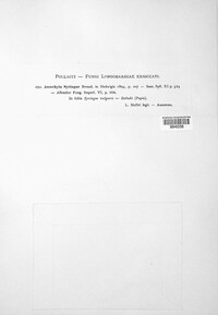 Ascochyta syringae image